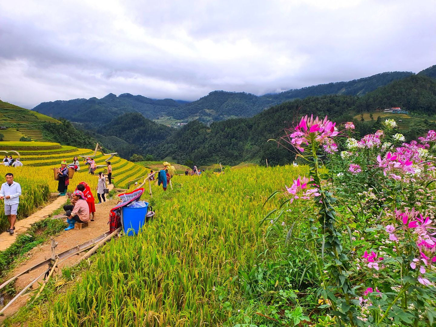 Mu Cang Chai in the ripe rice season